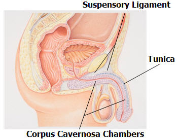 The suspensory ligament of the penis