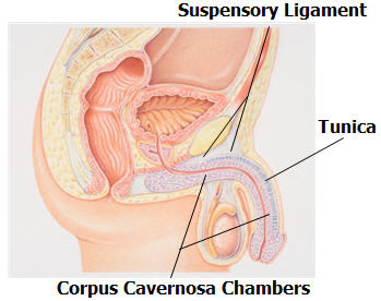 Suspensory ligament of the penis The suspensory ligament of the penis